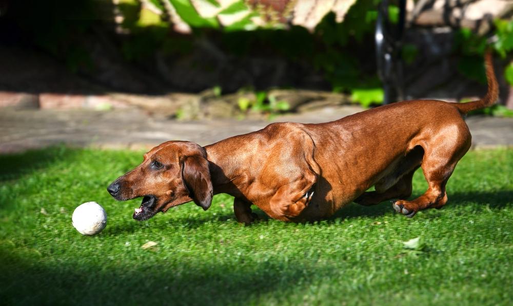 Рыжая такса на фото