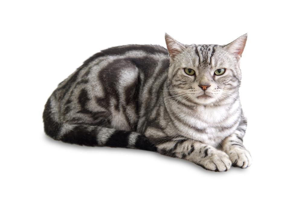 TOP nejoblíbenější kočky na světě: Americká krátkosrstá kočka