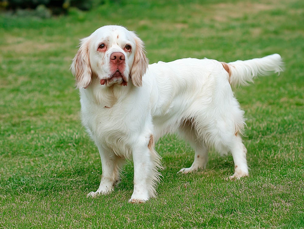 Портрет кламбер-спаниеля