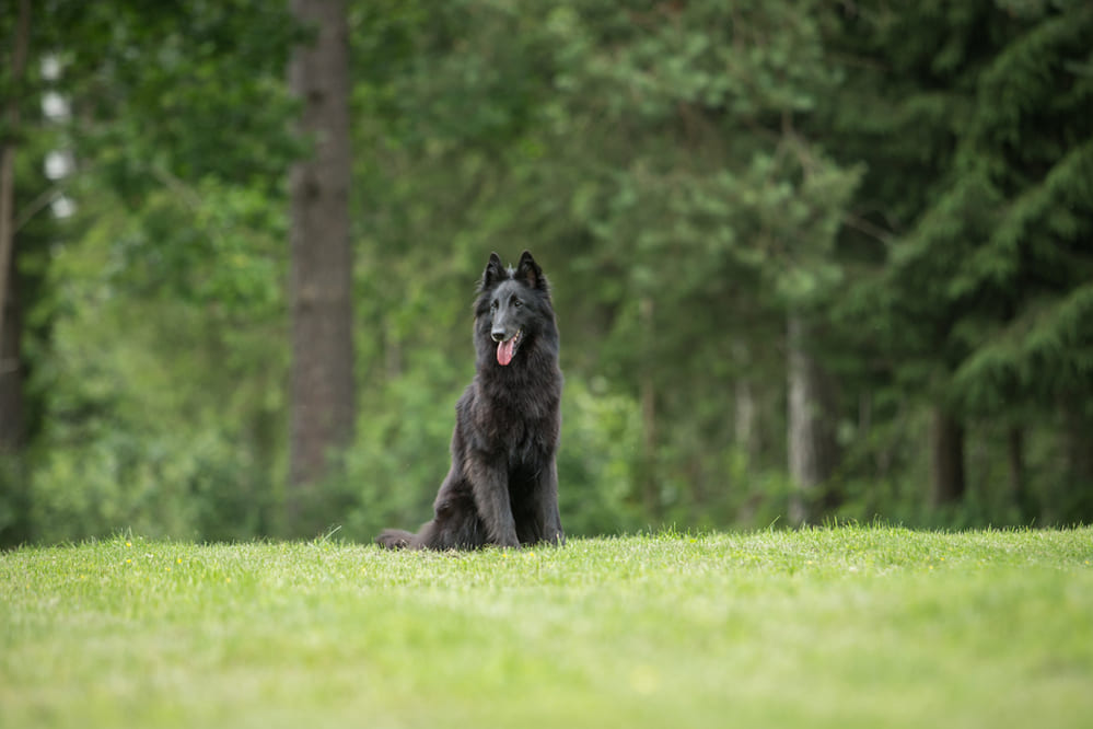 Собака породы грюнендаль нуждается в правильном питании