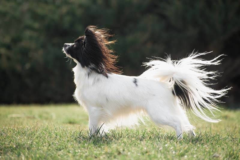 Декоративные породы собак: континентальный той-спаниель