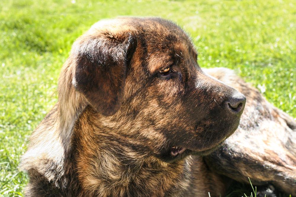 Полосатые породы собак: испанский мастиф