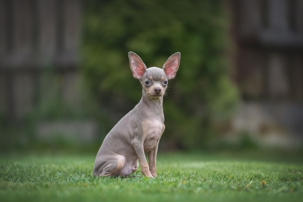 Щенок той-терьера