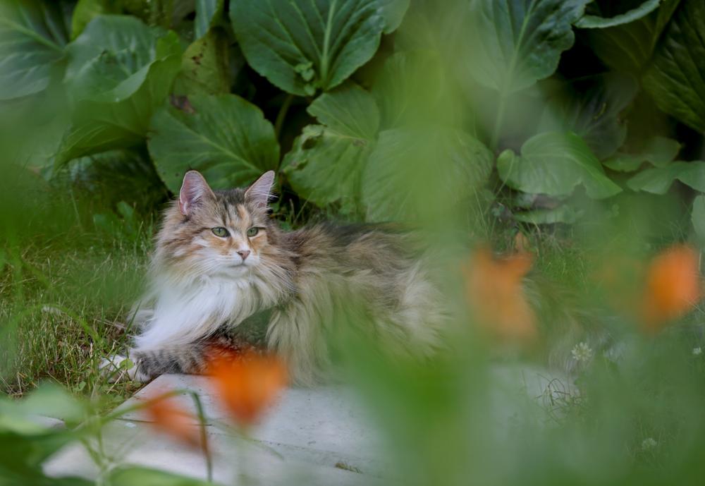 Пушистые зеленоглазые кошки: норвежская лесная Пушистые зеленоглазые кошки: норвежская лесная