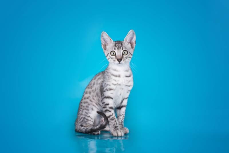 пятнистые породы кошек: аравийский мау пятнистые породы кошек: аравийский мау