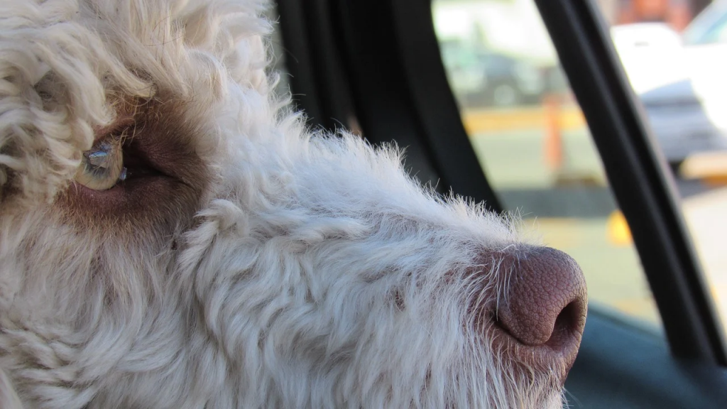 Что делать, если собаку укачивает и тошнит в машине?