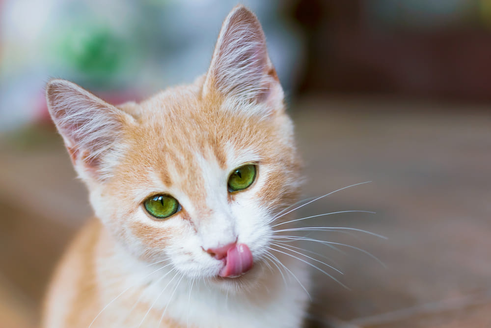 Владельцу нужно знать, можно ли кошке сало