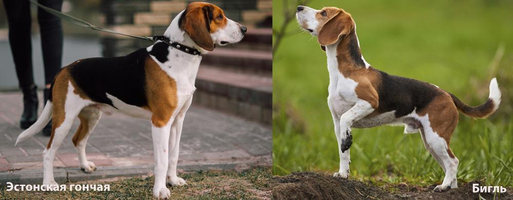 Похоже ли телосложение у бигля и эстонской гончей?