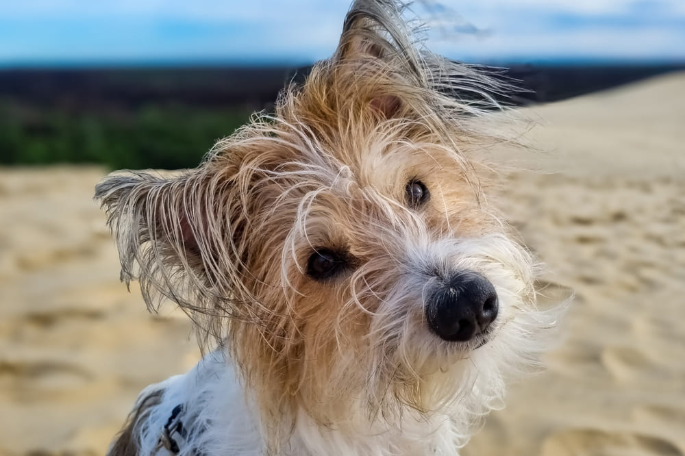 Кромфорлендер отличается дружелюбием