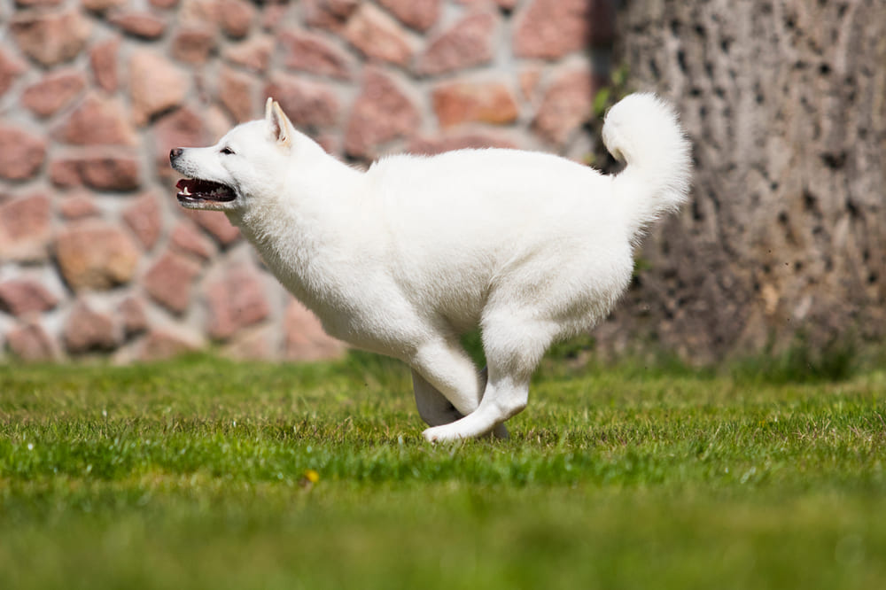 Собакам хоккайдо требуется обработка от паразитов