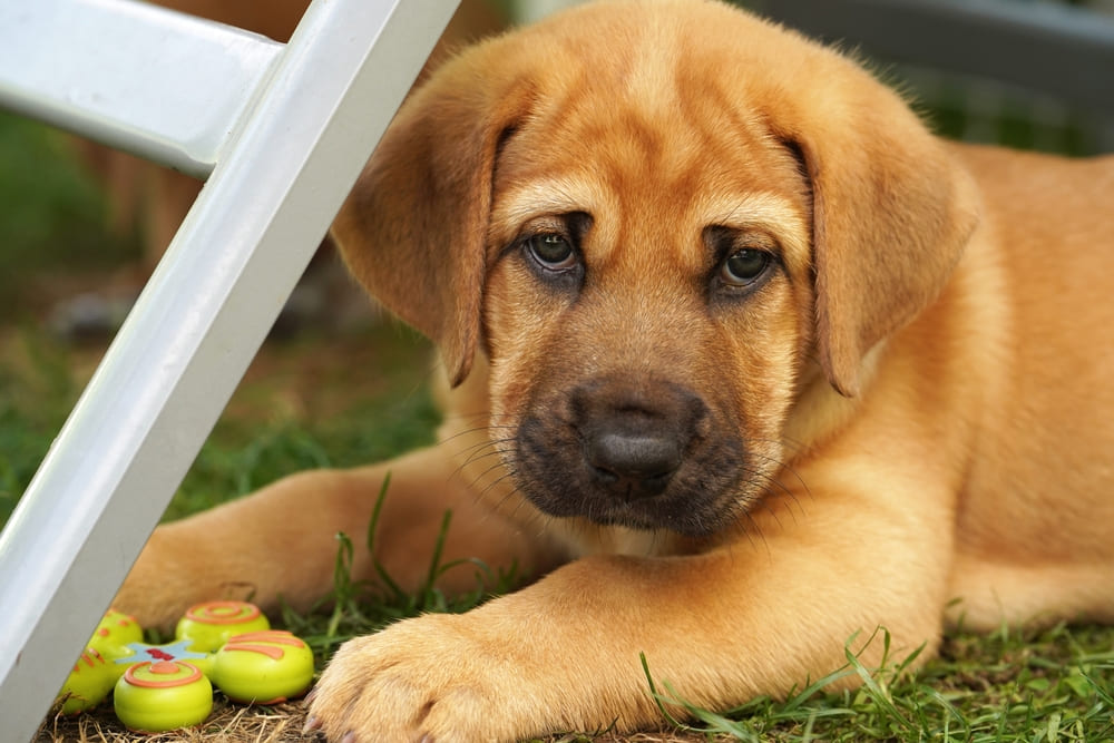 Брохольмеры могут иметь характерные болезни