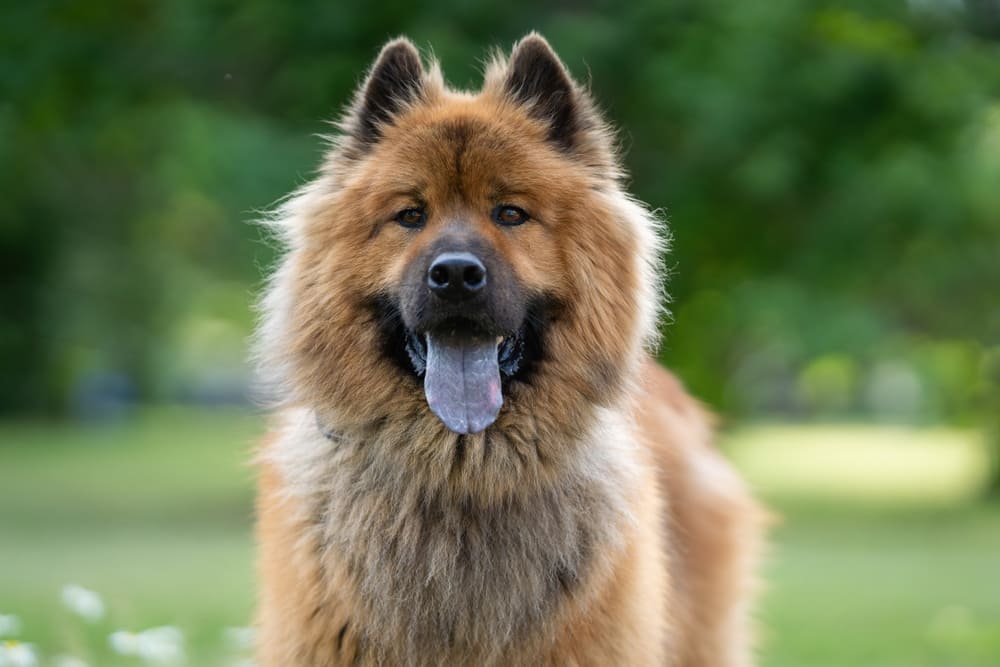 Когти евразиера нуждаются в уходе