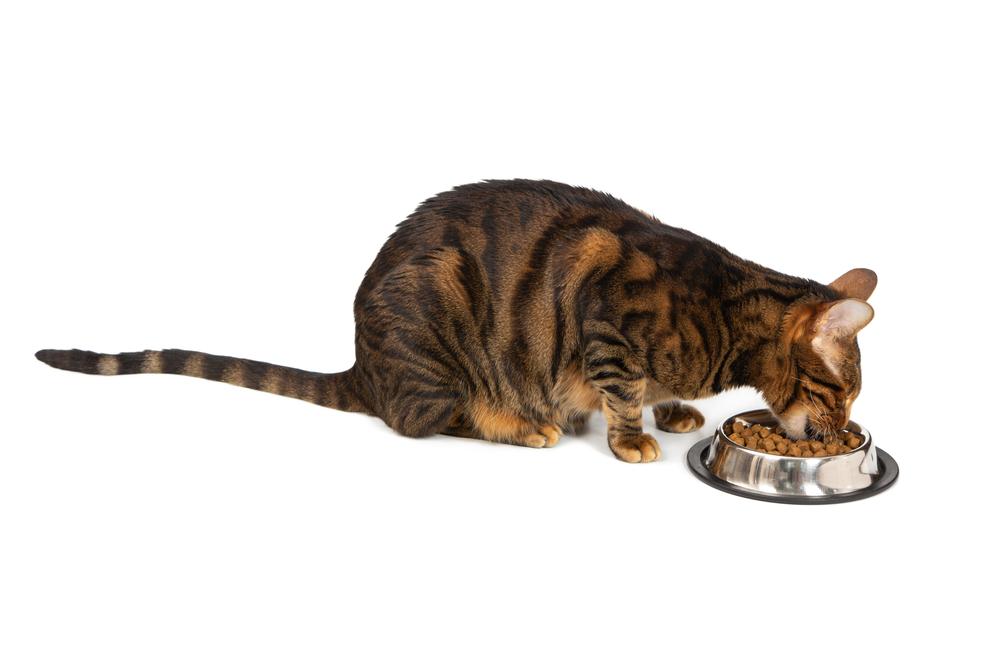 Особенности кормления тойгера