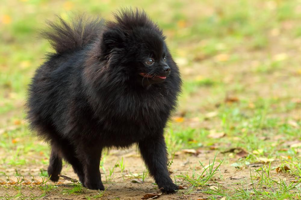 Как кормить черных шпицев?