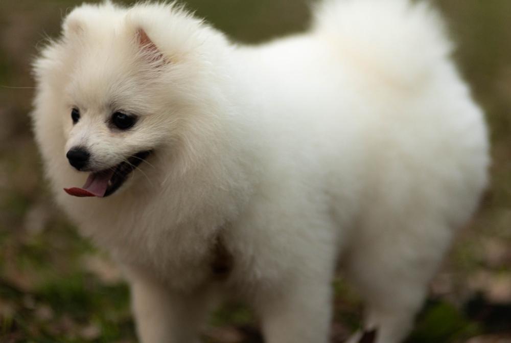 Какой характер у белого шпица?