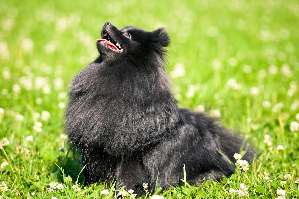 Шея померанского черного шпица