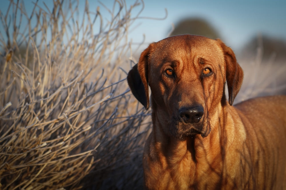 Брохольмер хорошо относится к другим питомцам