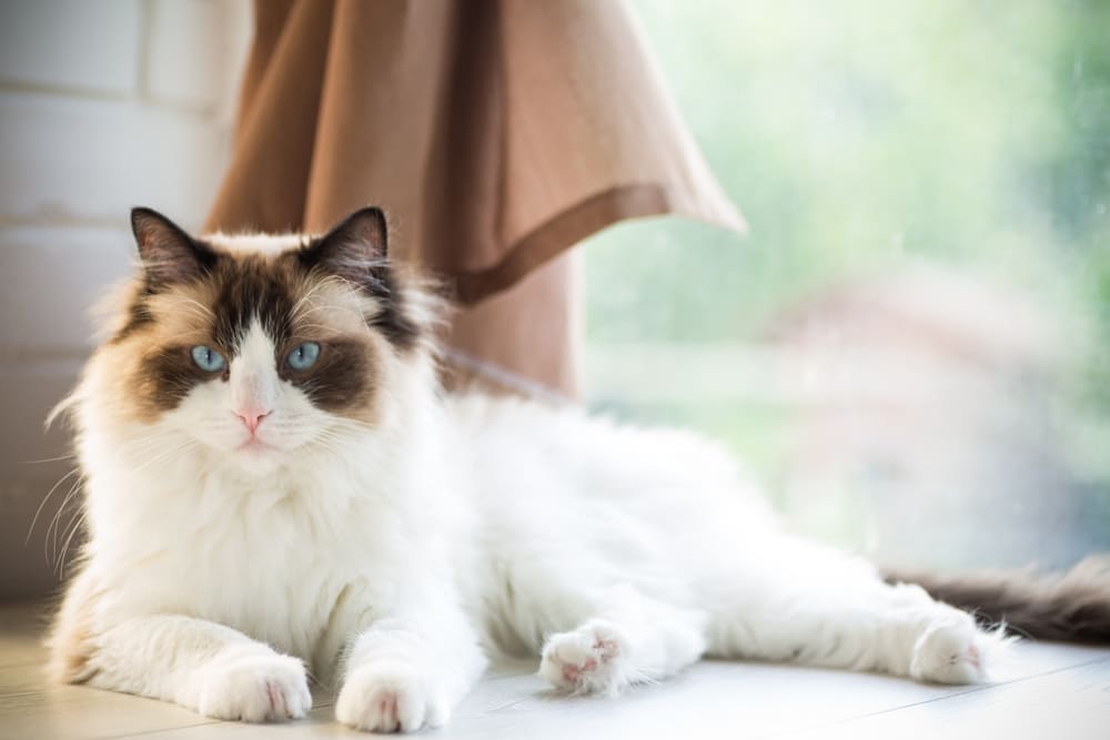 Кастрация может влиять на то, сколько проживет рэгдолл