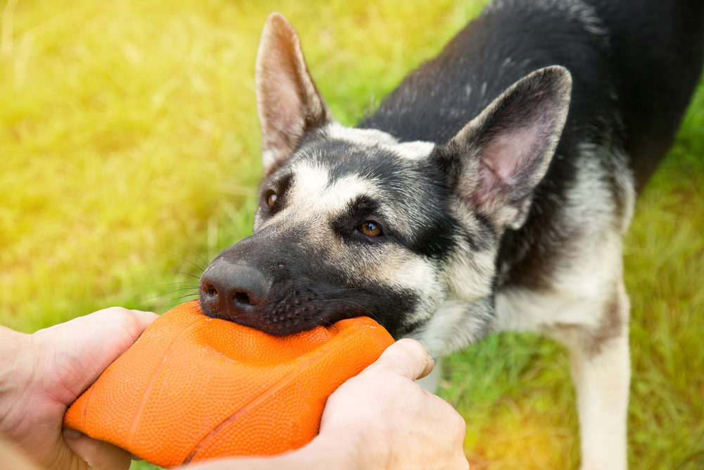 Владельцу важно знать, какое здоровье у восточноевропейской овчарки