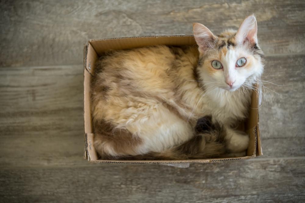 Содержание лаперма 