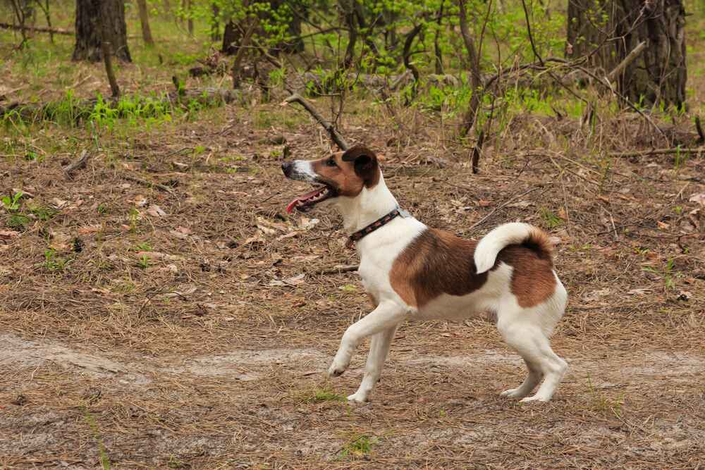 Занятия спортом могут повлиять на то, сколько живет фокстерьер