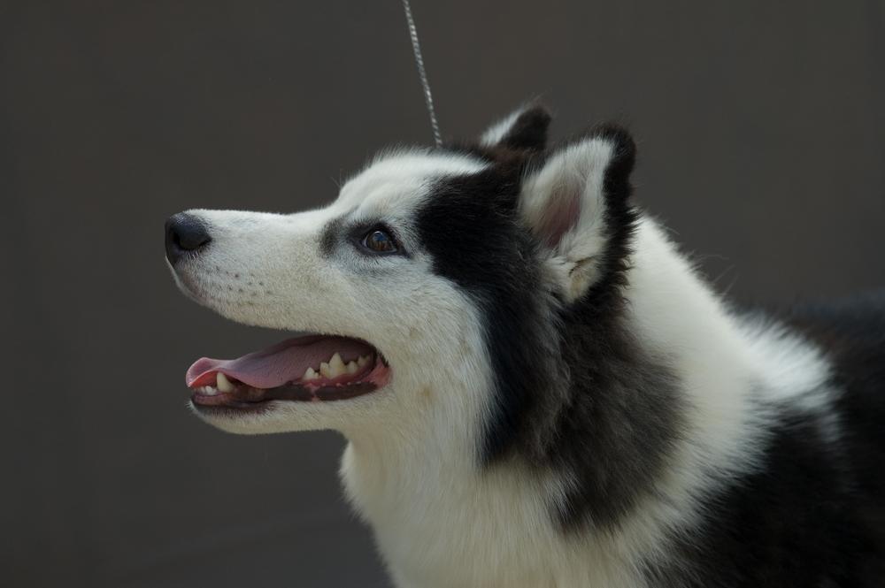 Разрешенные FCI окрасы хаски: пегий (пиболд) Разрешенные FCI окрасы хаски: пегий (пиболд)