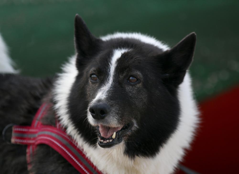 уход за русско-европейской лайкой