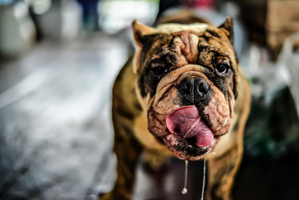 Слюнотечение у собак из-за повреждение слюнных желез