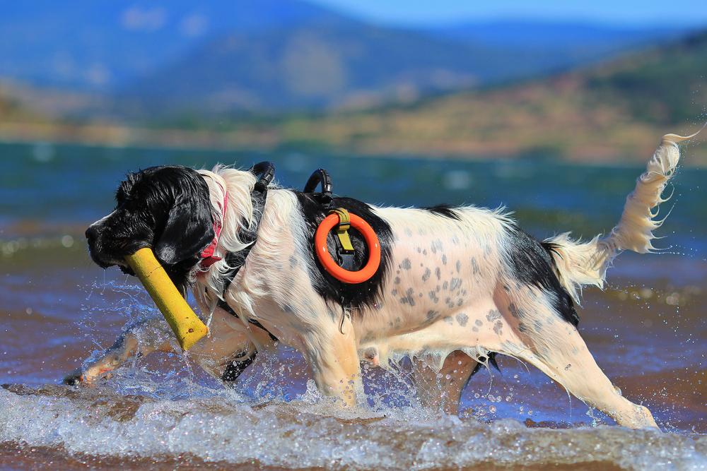 Дрессировка ландсира