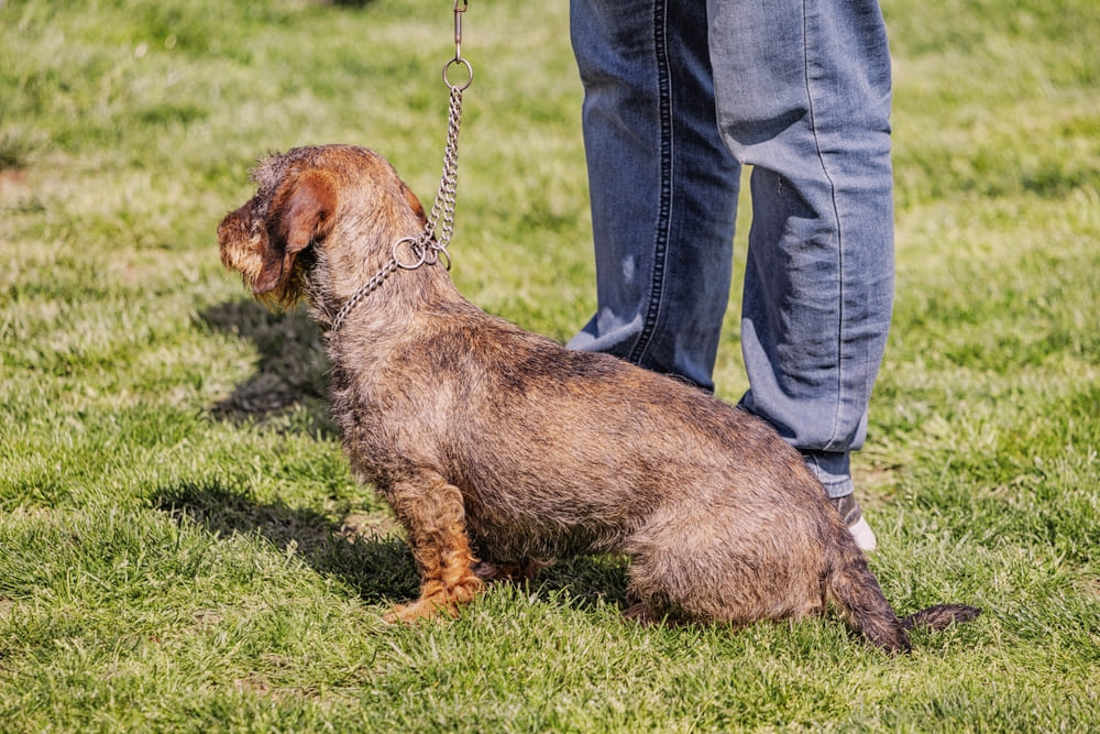 Во время течки у таксы могут возникать проблемы со здоровьем