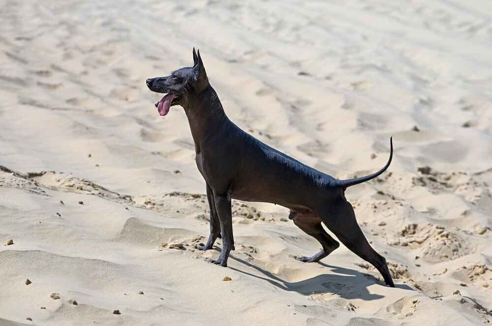 Правильно подобранный рацион влияет на то, сколько живут ксолоитцкуинтли