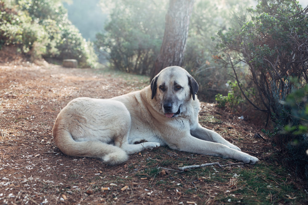 Болезни влияют на то, сколько весит кангал