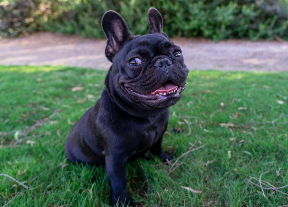 Смешной черный бульдог