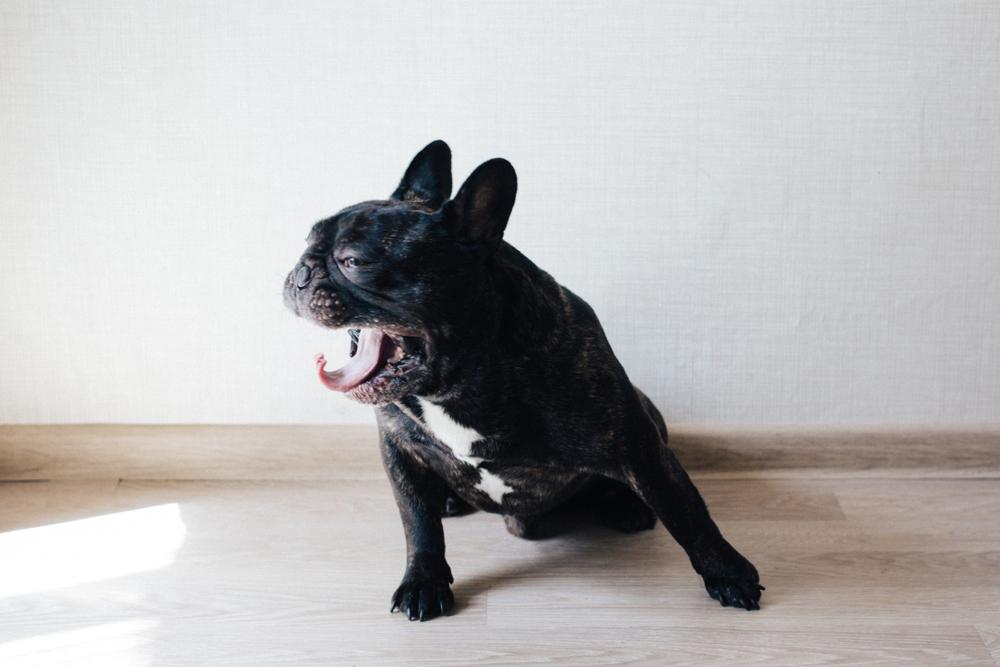 Окрасы французских бульдогов, признанные AKC: черный с тигровинами Окрасы французских бульдогов, признанные AKC: черный с тигровинами