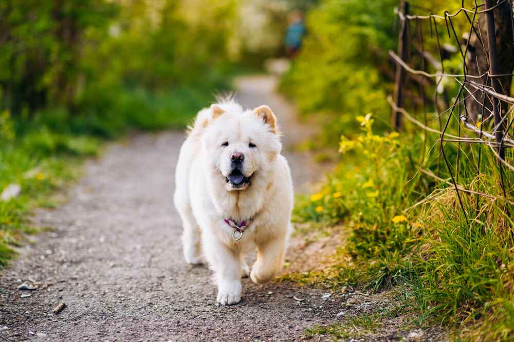 Как выбирать чау-чау?