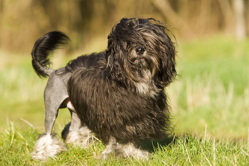 Разновидности болонок: малая львиная