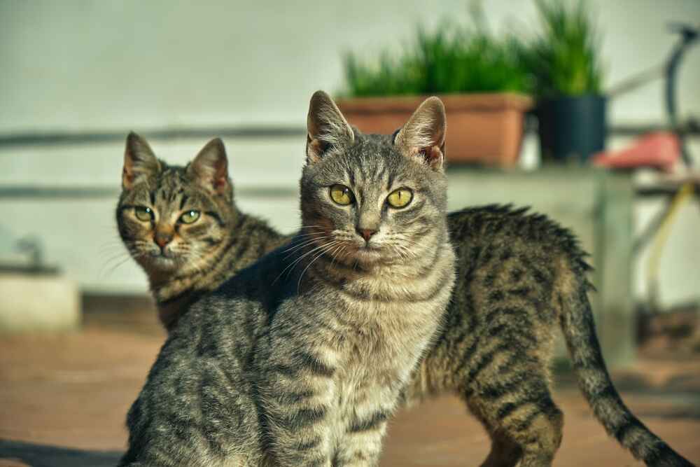 Пол влияет на то, сколько живут европейские кошки