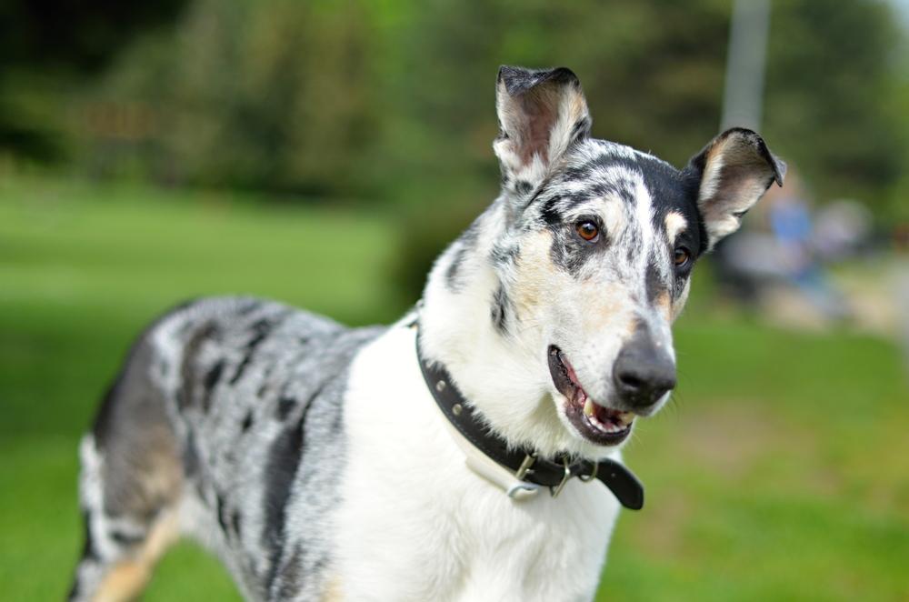 Уход за Короткошерстным колли