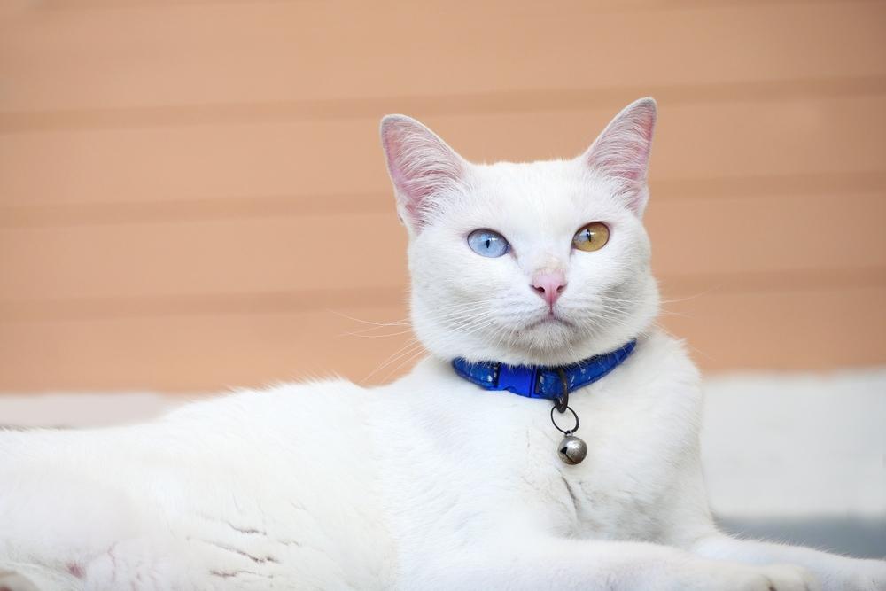 Уход за као мани