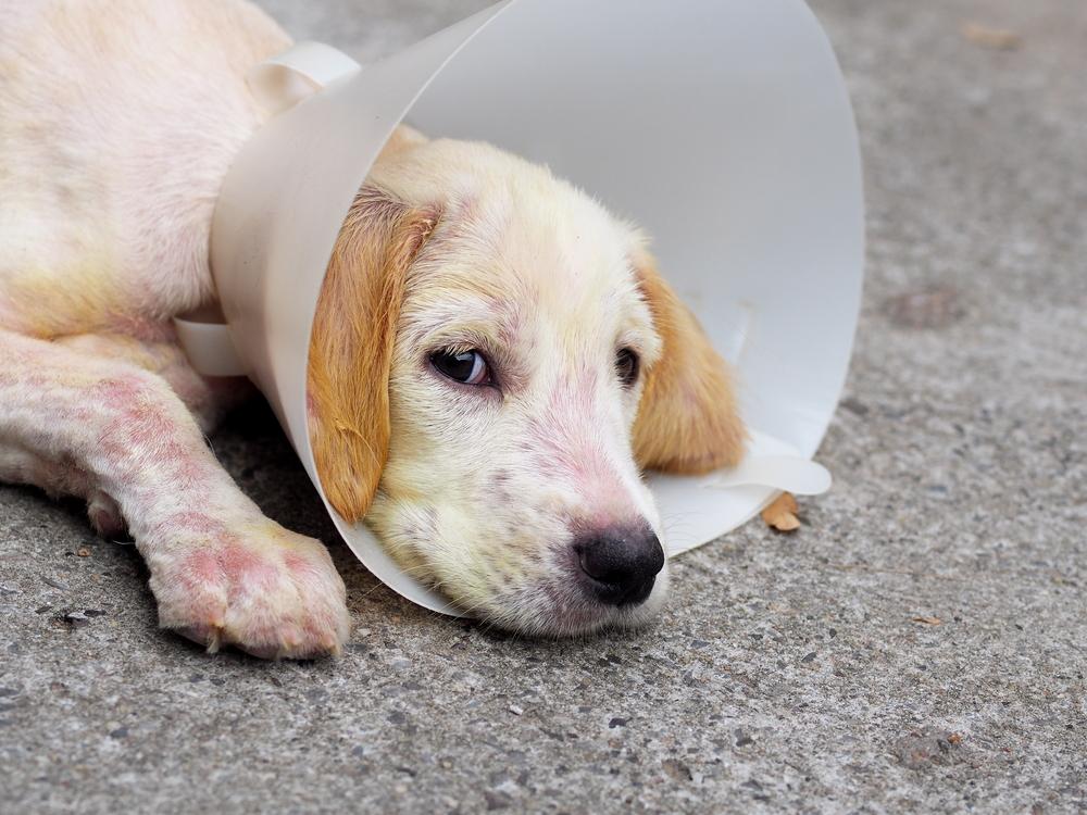 лечение дерматита у собак: устранение первопричины