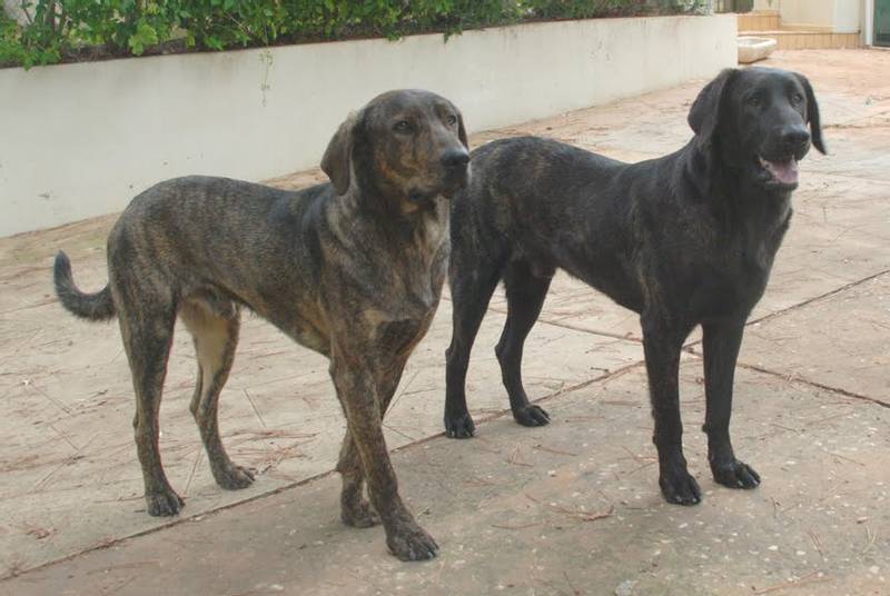 Породы собак из группы молоссов: као де кастро-лаборейро