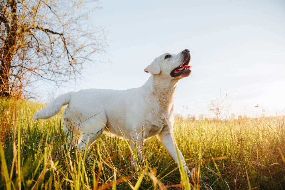 Вязать лабрадора нужно во время течки