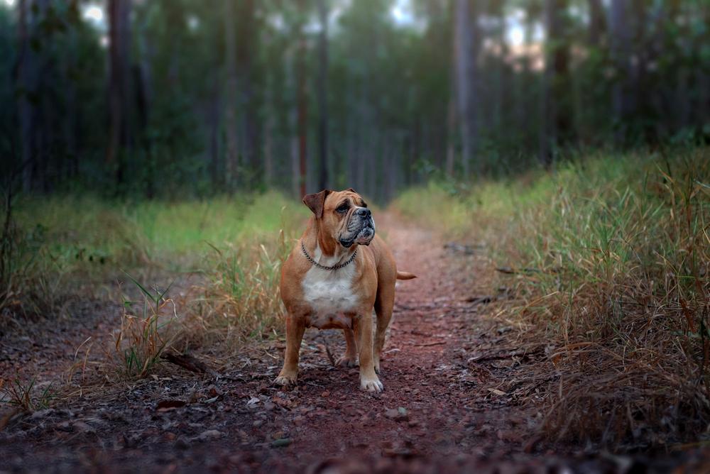 породы собак из Австралии: австралийский бульдог