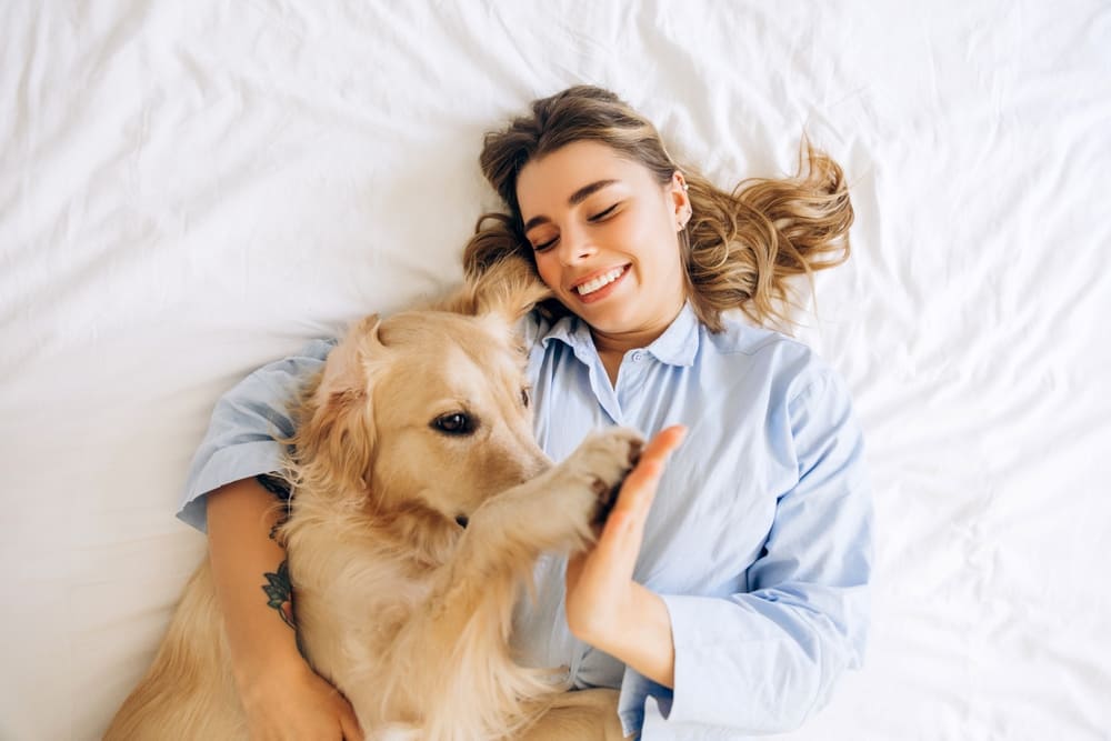 Владельцу важно знать, сколько весит золотистый ретривер в норме