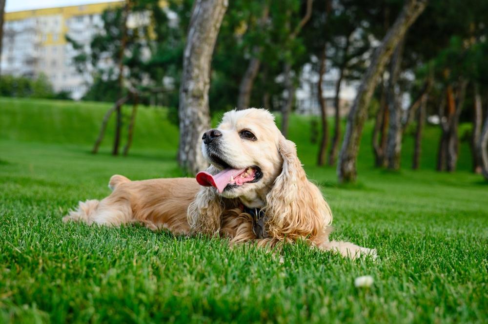 Допустимые окрасы американского кокер-спаниеля: рыжий Допустимые окрасы американского кокер-спаниеля: рыжий
