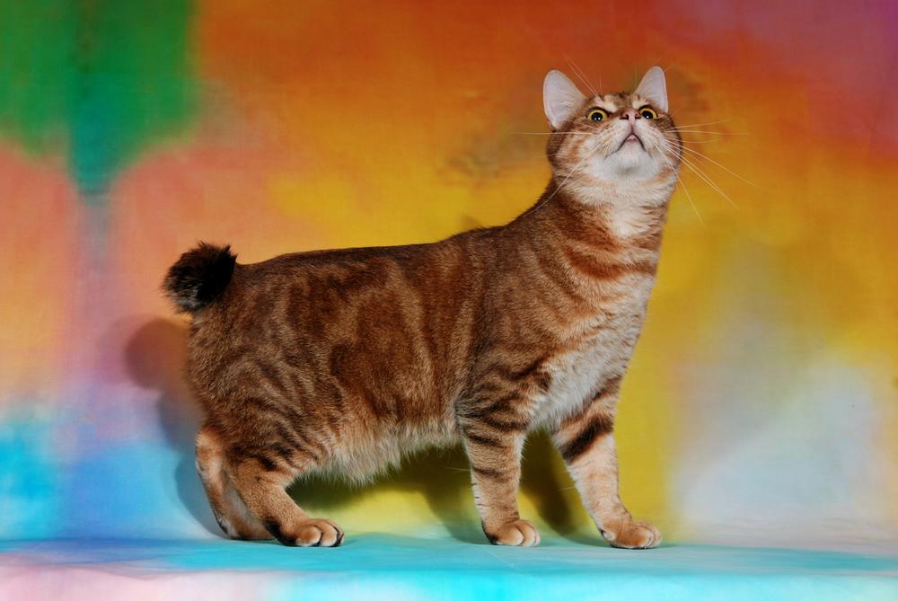 содержание пиксибоба