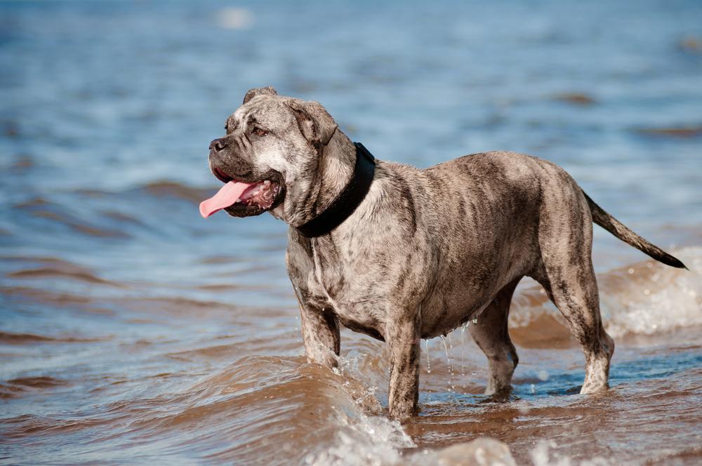 выгул ка-де-бо