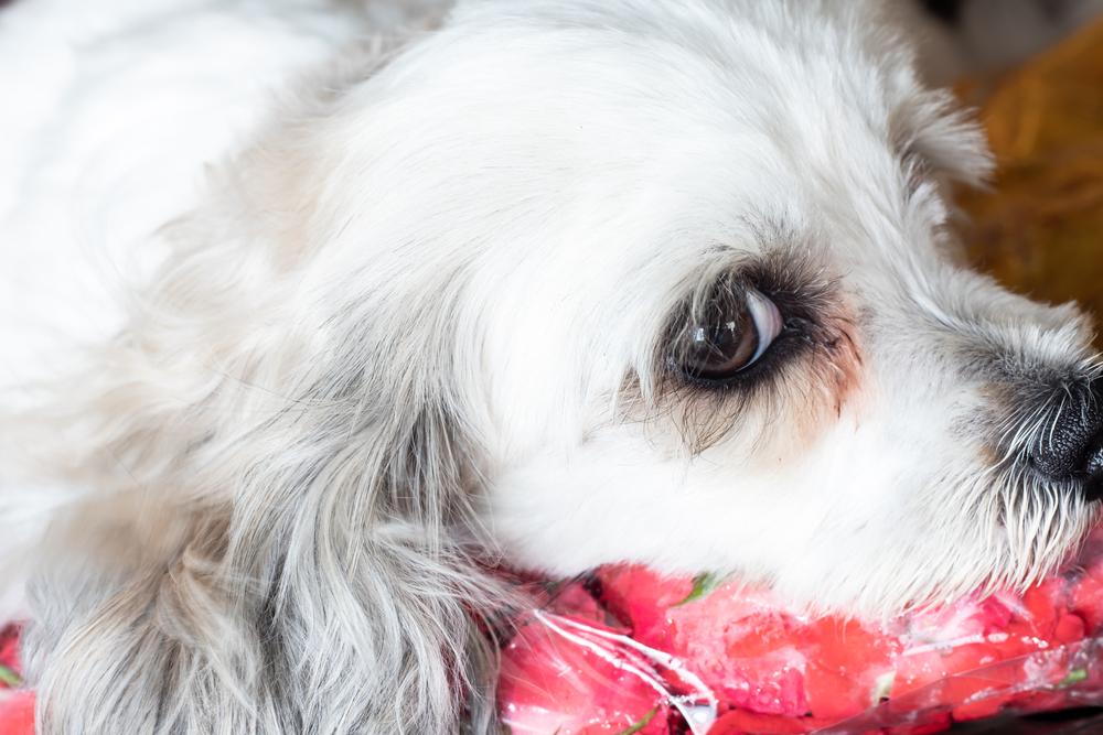 Как справиться со слезотечением у собак дома?