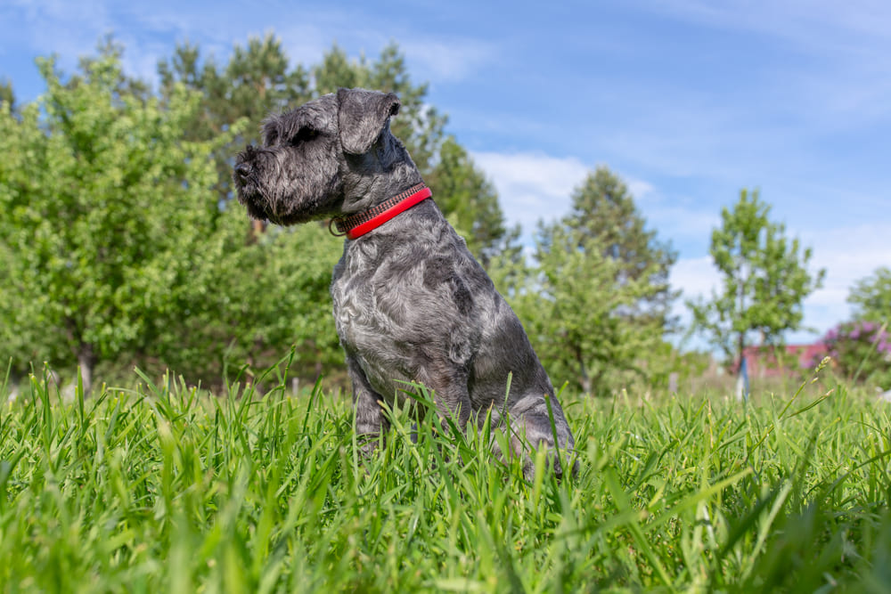 У цвергшнауцеров диагностируются болезни глаз