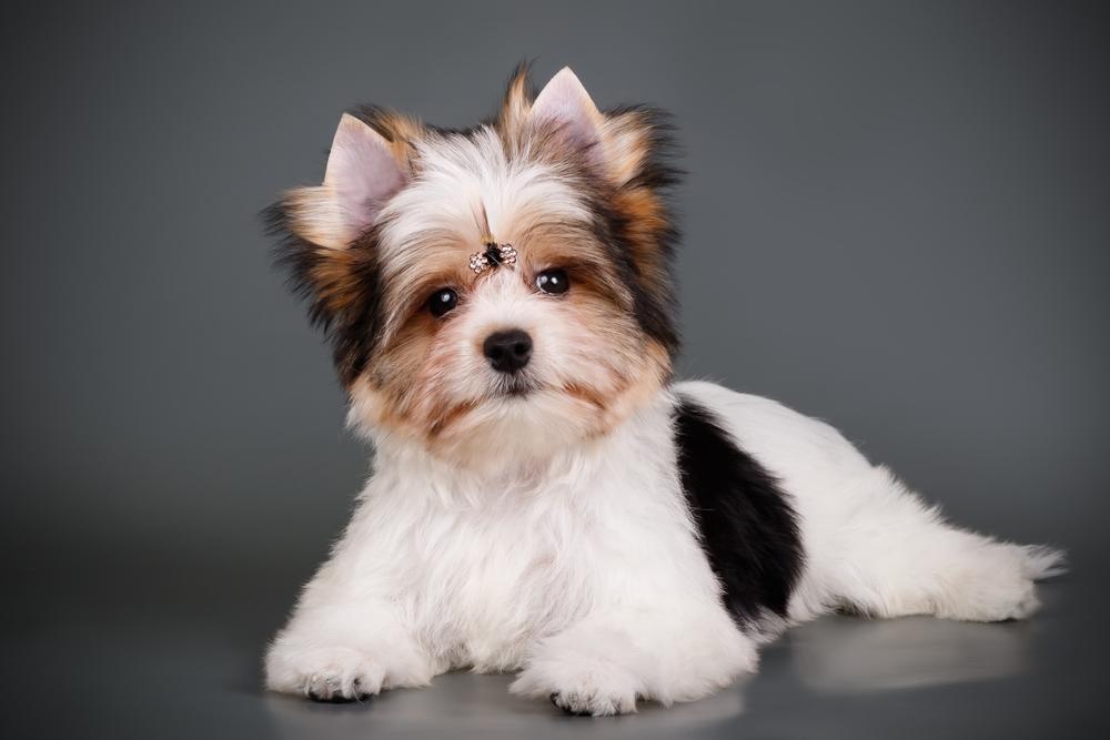 Характер бивер-йоркширского терьера